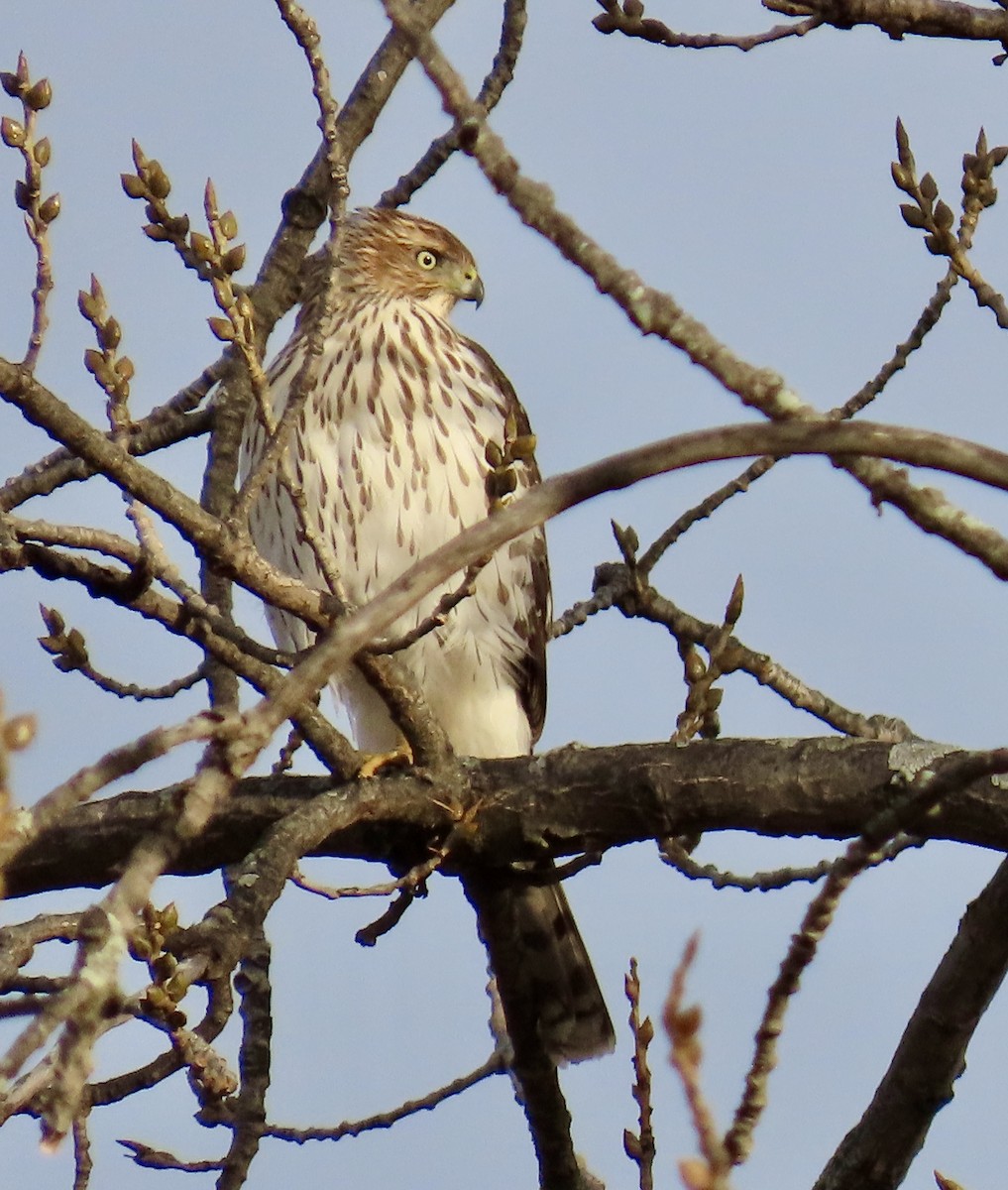 Cooper's Hawk - ML645366303