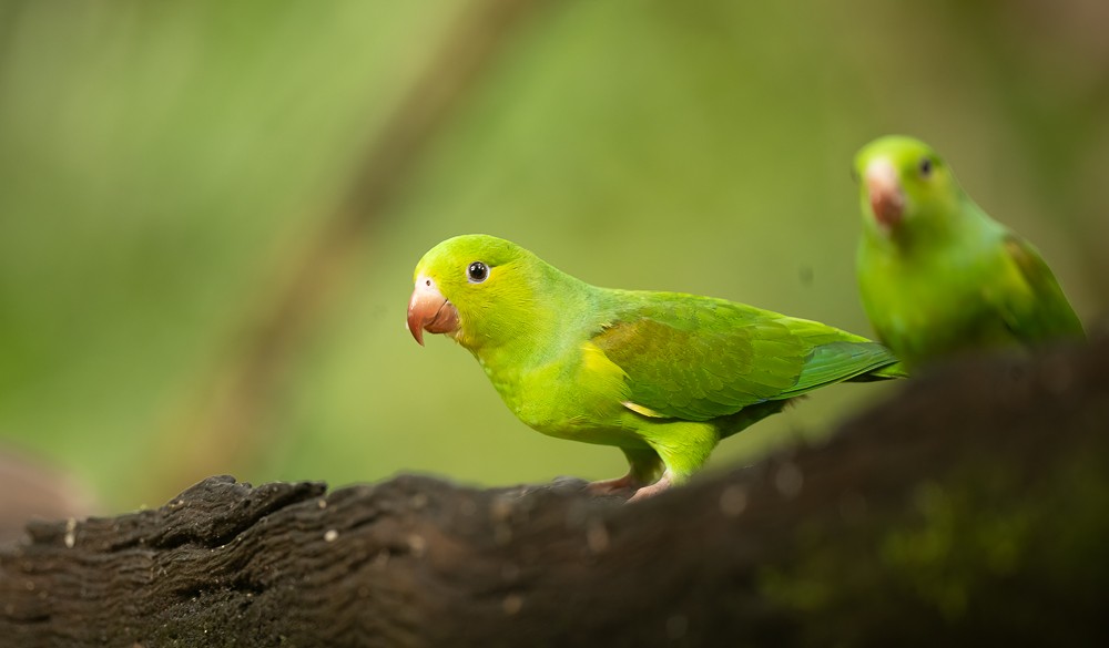 Plain Parakeet - ML645366304
