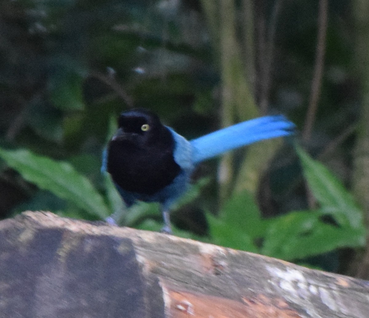 Bushy-crested Jay - ML645366305