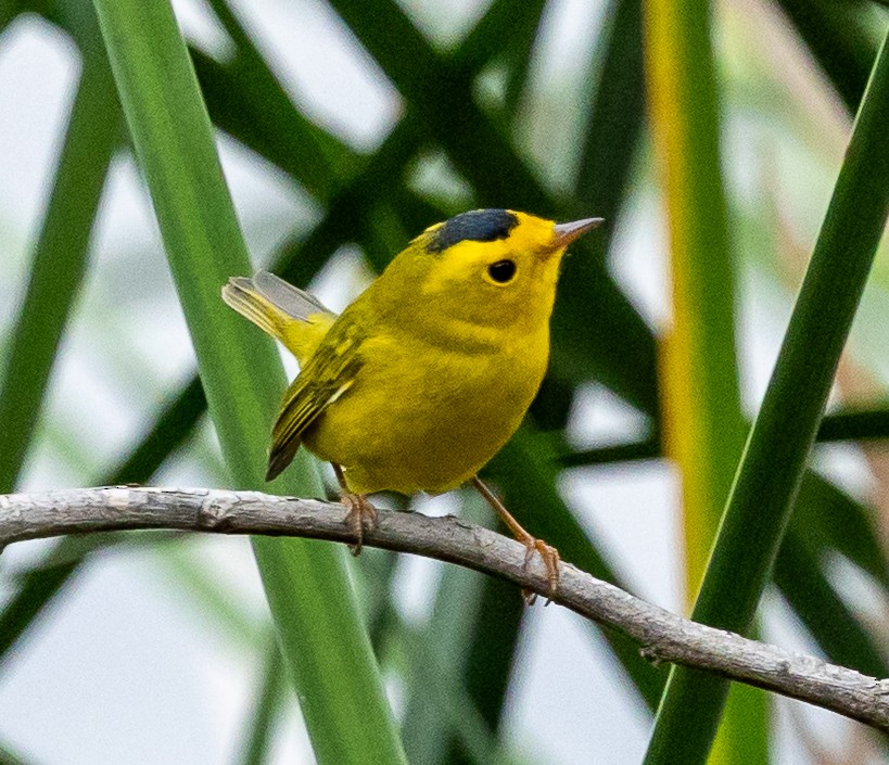 Wilson's Warbler - ML645366324