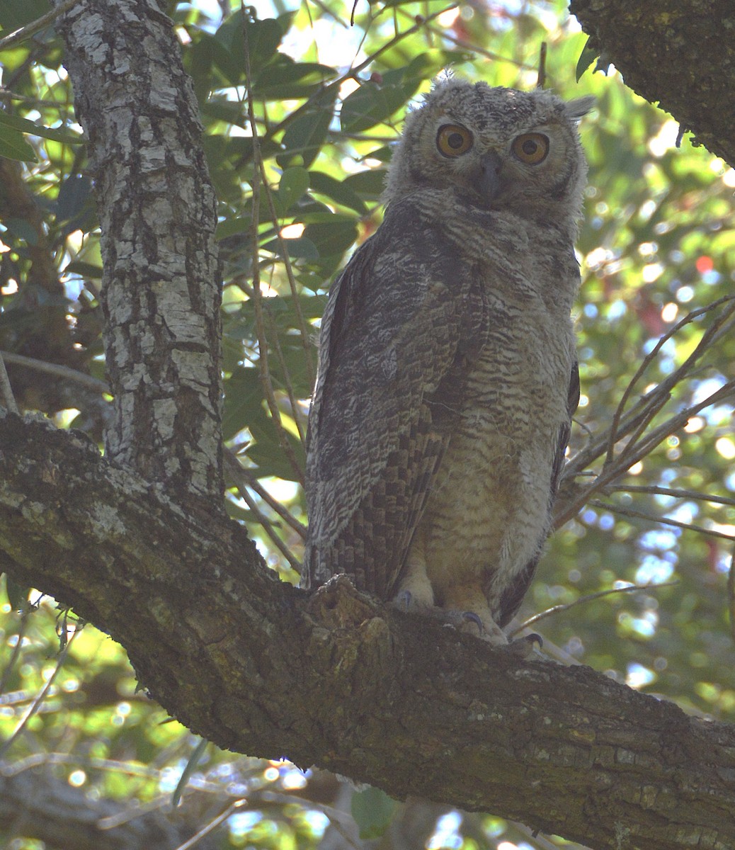 Пугач віргінський - ML645366330
