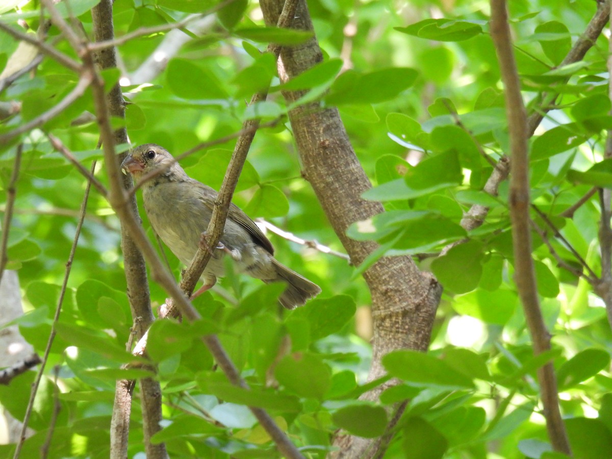 Потрост чорноволий - ML645366333
