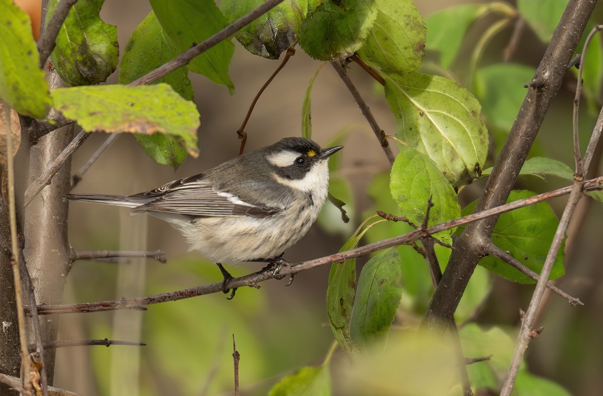 Black-throated Gray Warbler - ML645366339