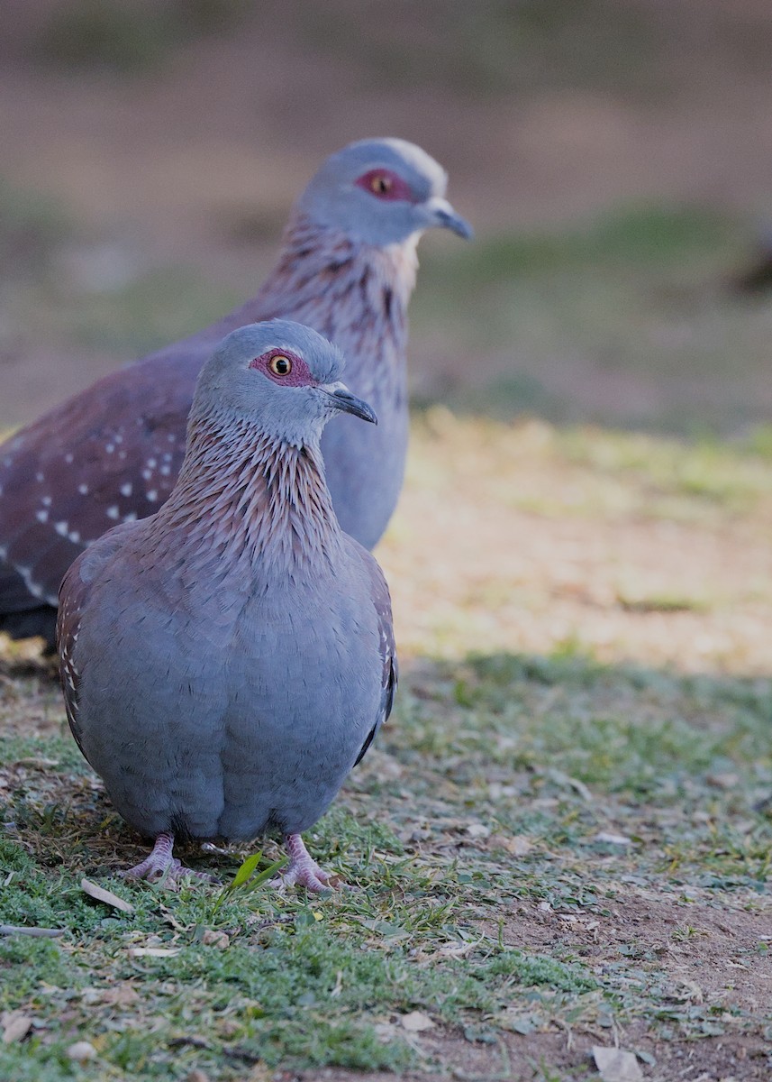 Paloma de Guinea - ML645366351