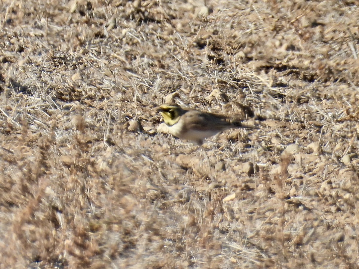 ハマヒバリ - ML645366361