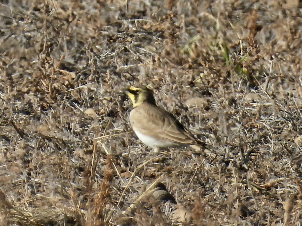 ハマヒバリ - ML645366362