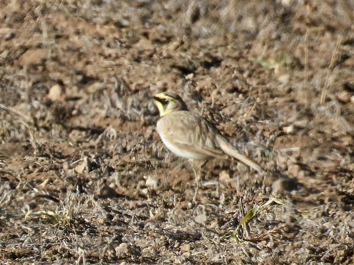 ハマヒバリ - ML645366363