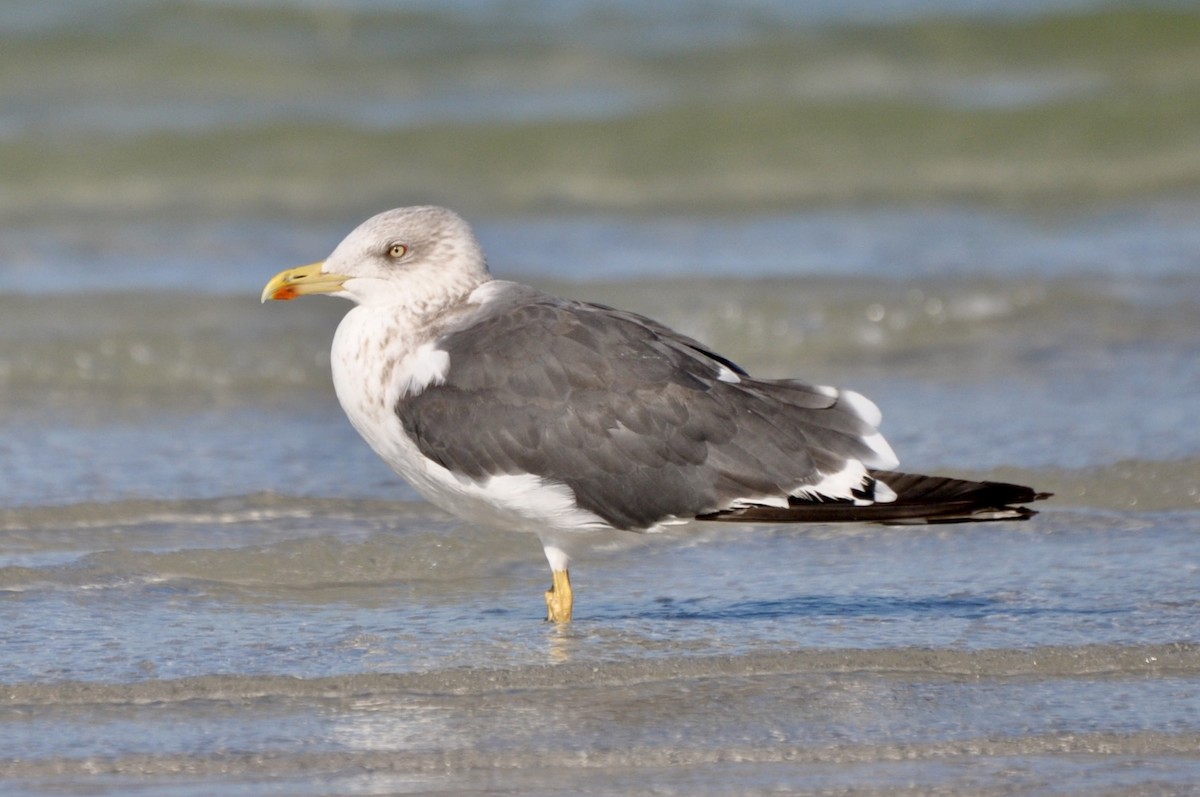 Lesser Black-backed Gull - ML645366369