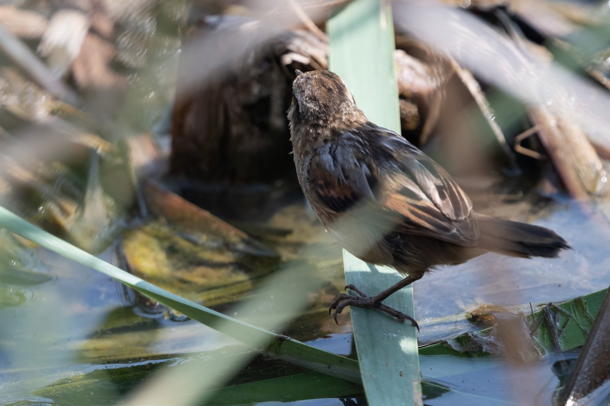 Junquero troglodyte - ML645366371