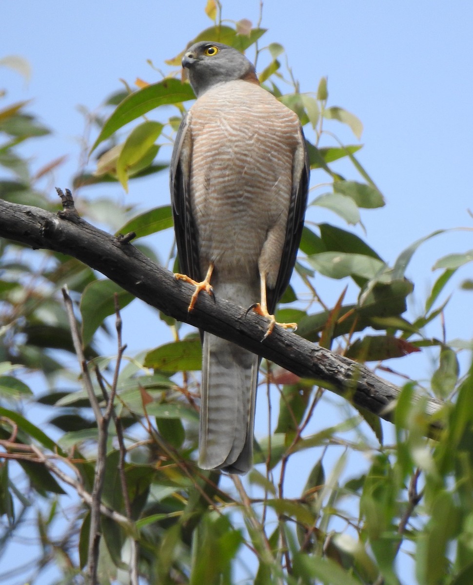 Collared Sparrowhawk - ML645366372