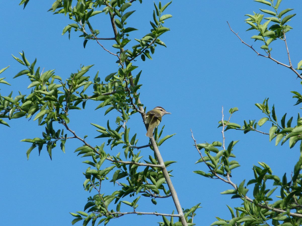 Chivi Vireo - ML645366373