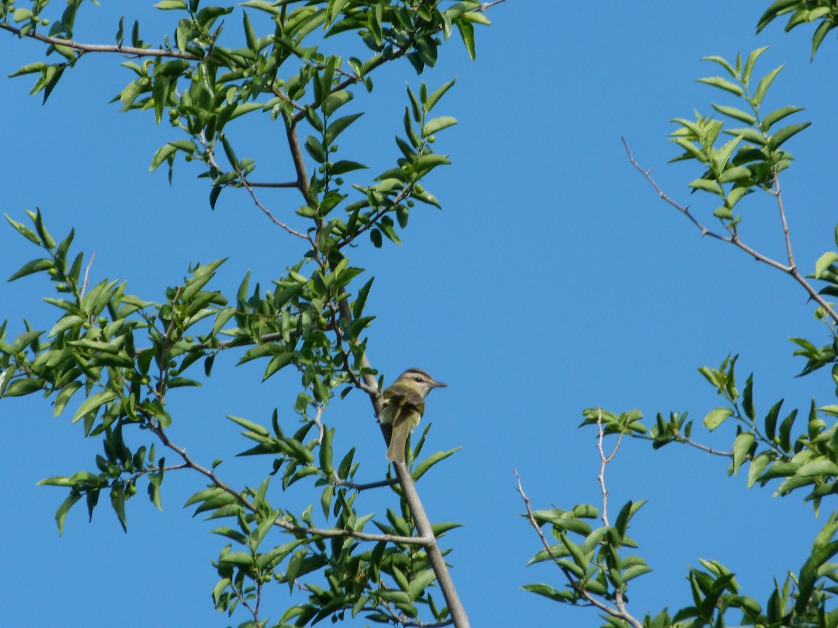 Chivi Vireo - ML645366374