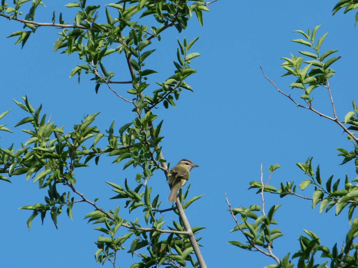 Chivi Vireo - ML645366375