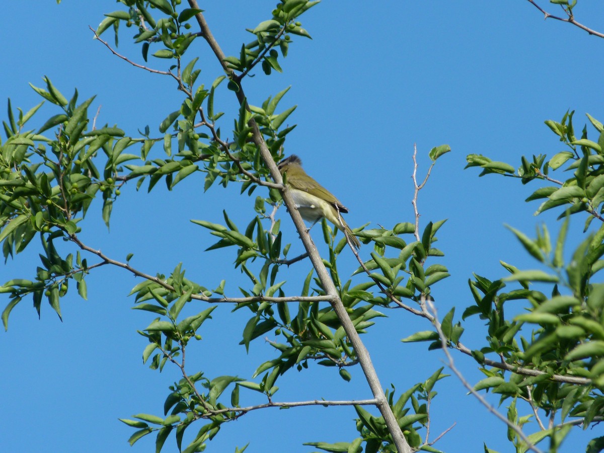 Chivi Vireo - ML645366376