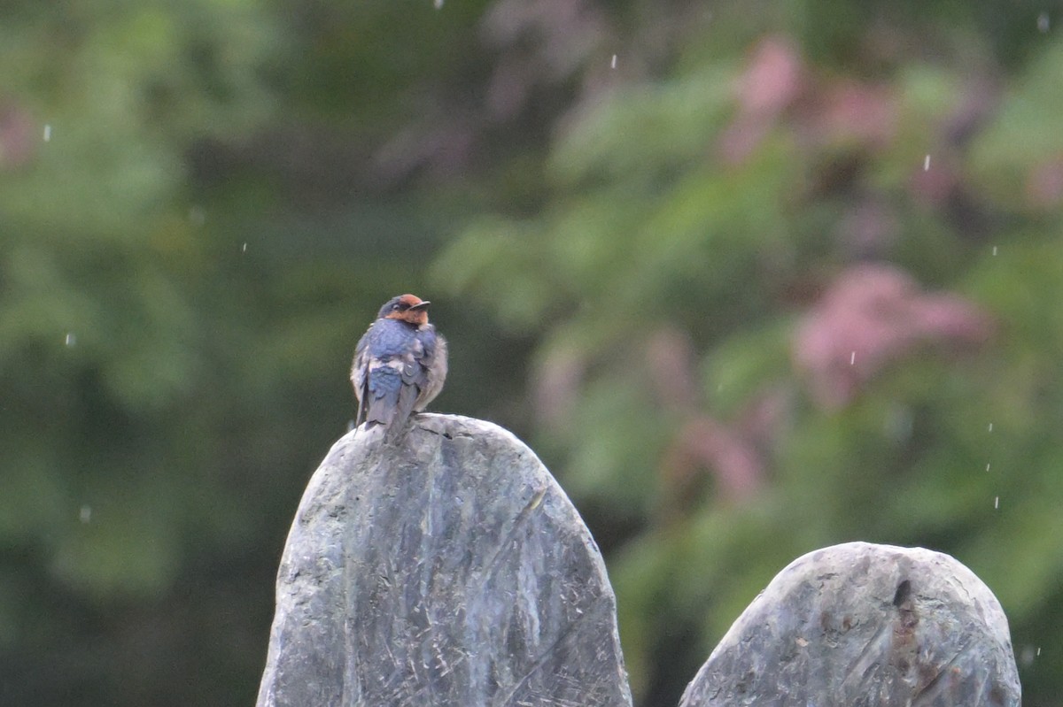 Barn Swallow - ML645366377