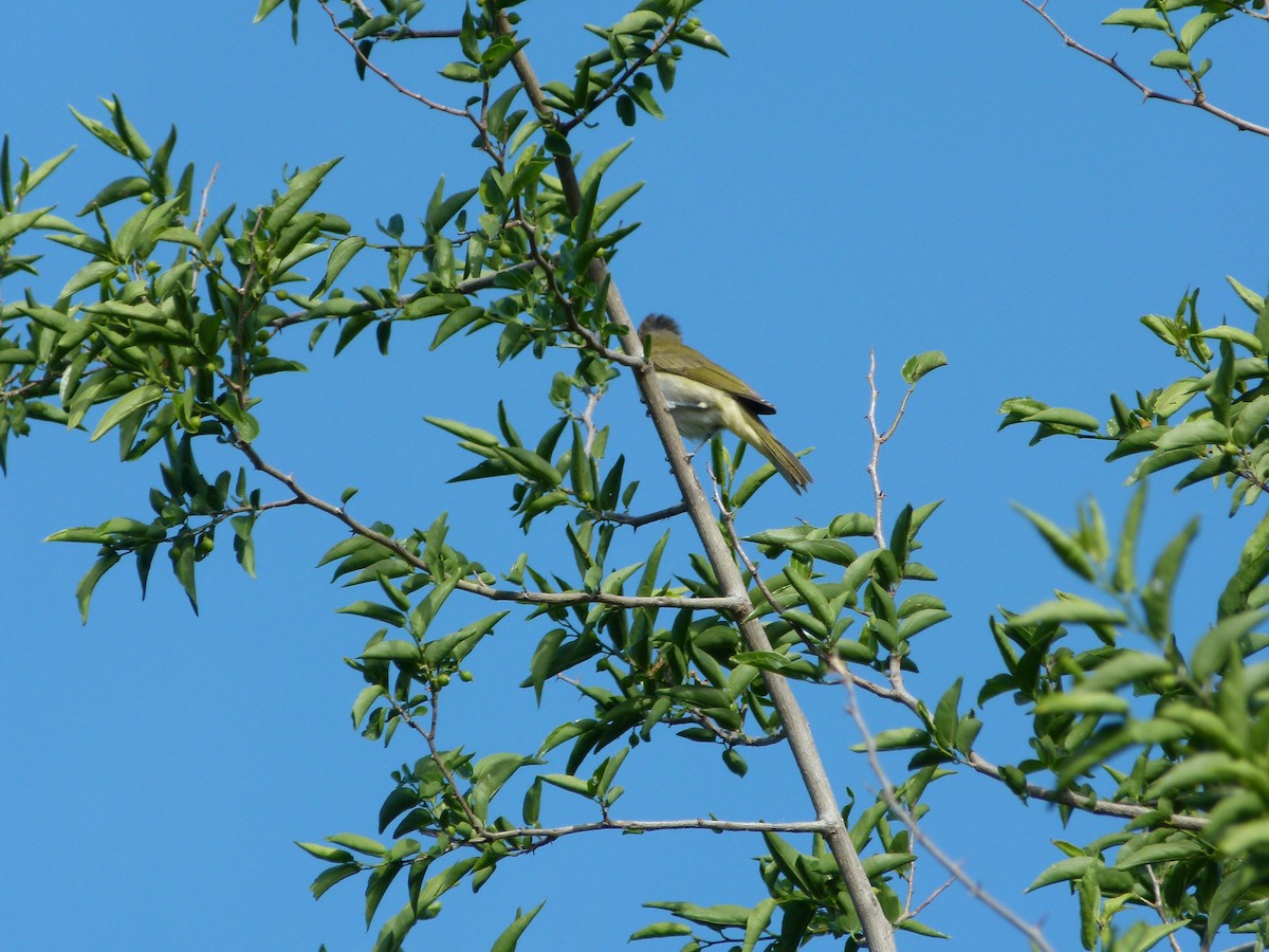 Chivi Vireo - ML645366378