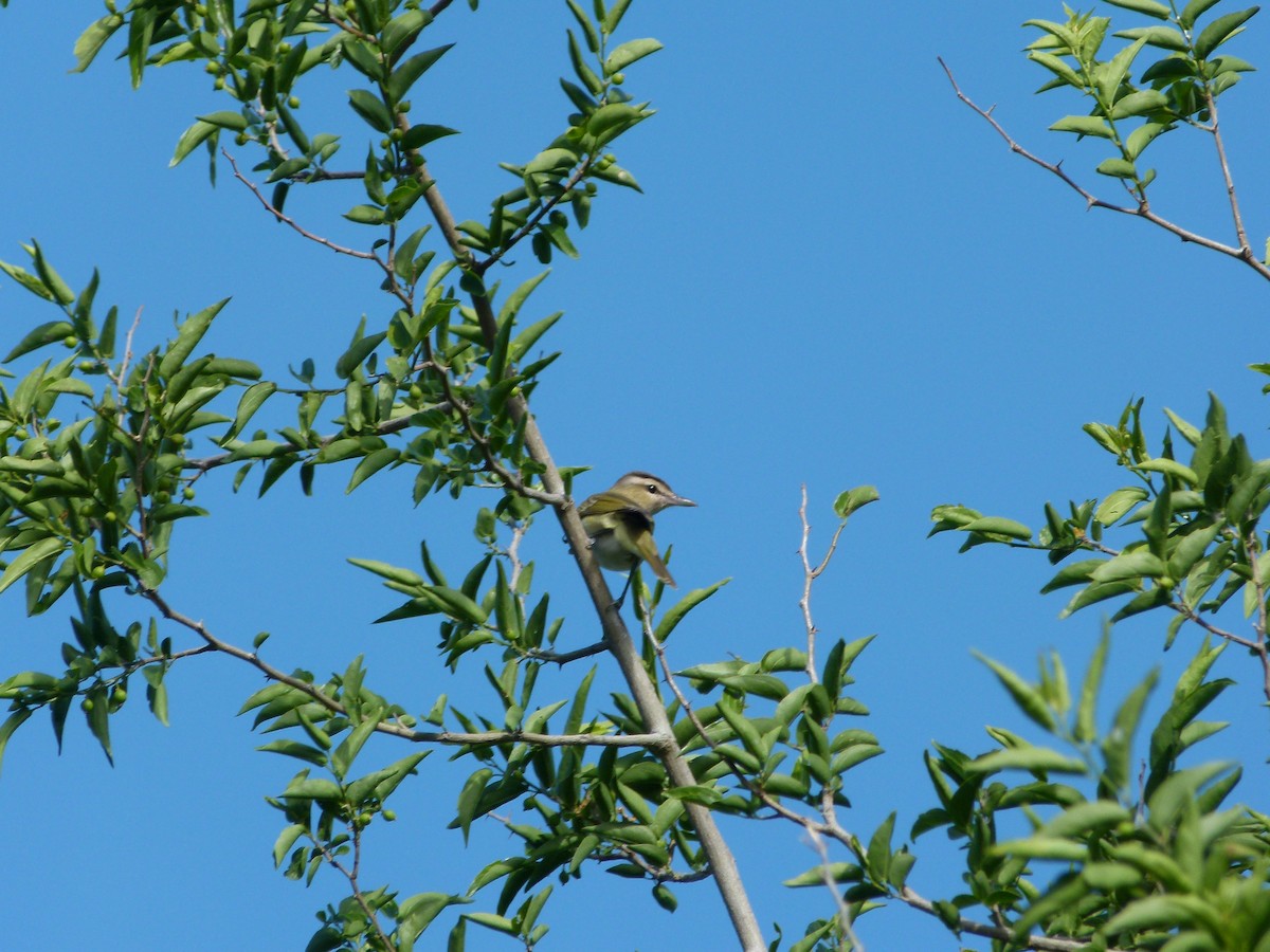 Chivi Vireo - ML645366379