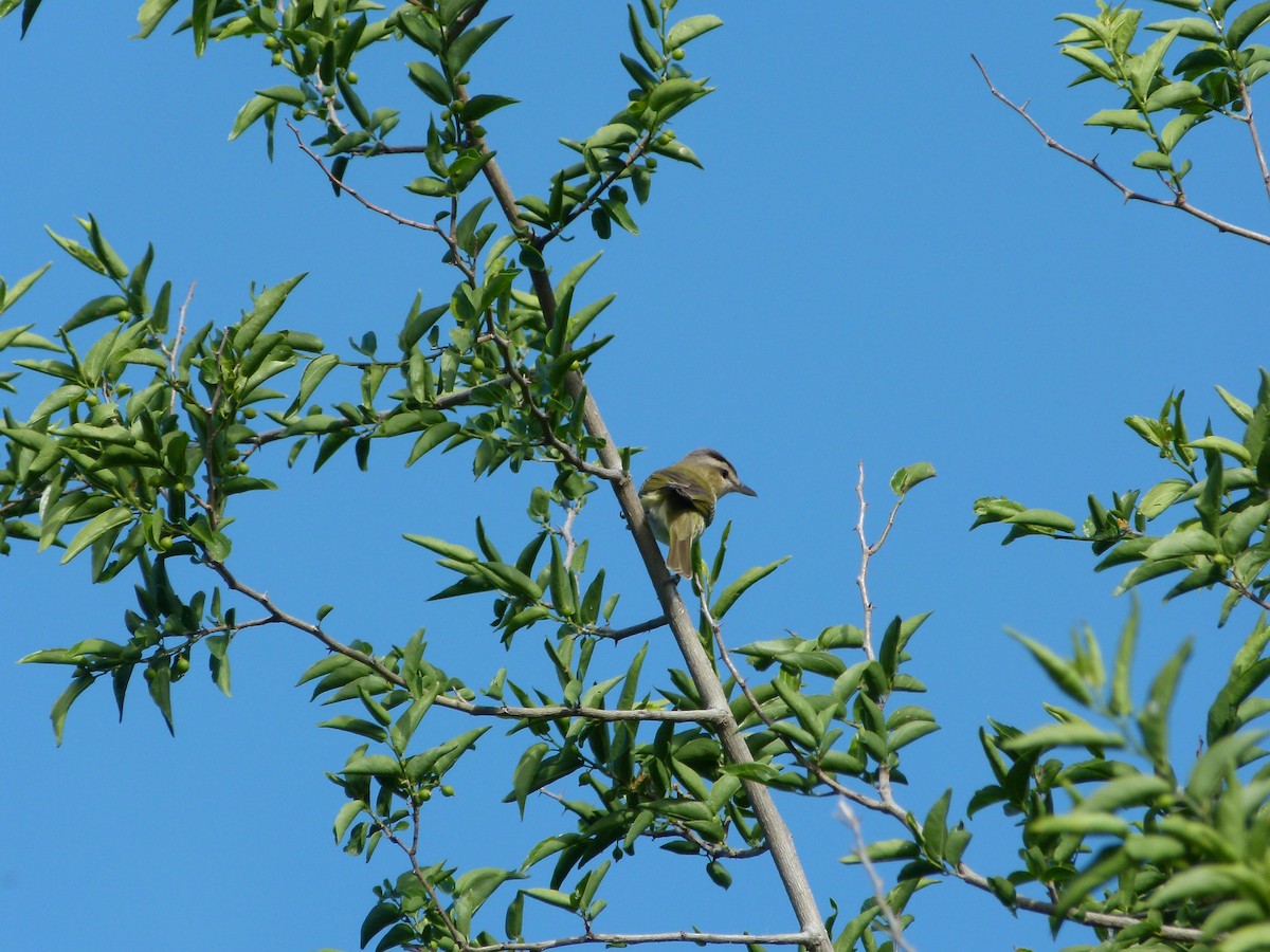 Chivi Vireo - ML645366380