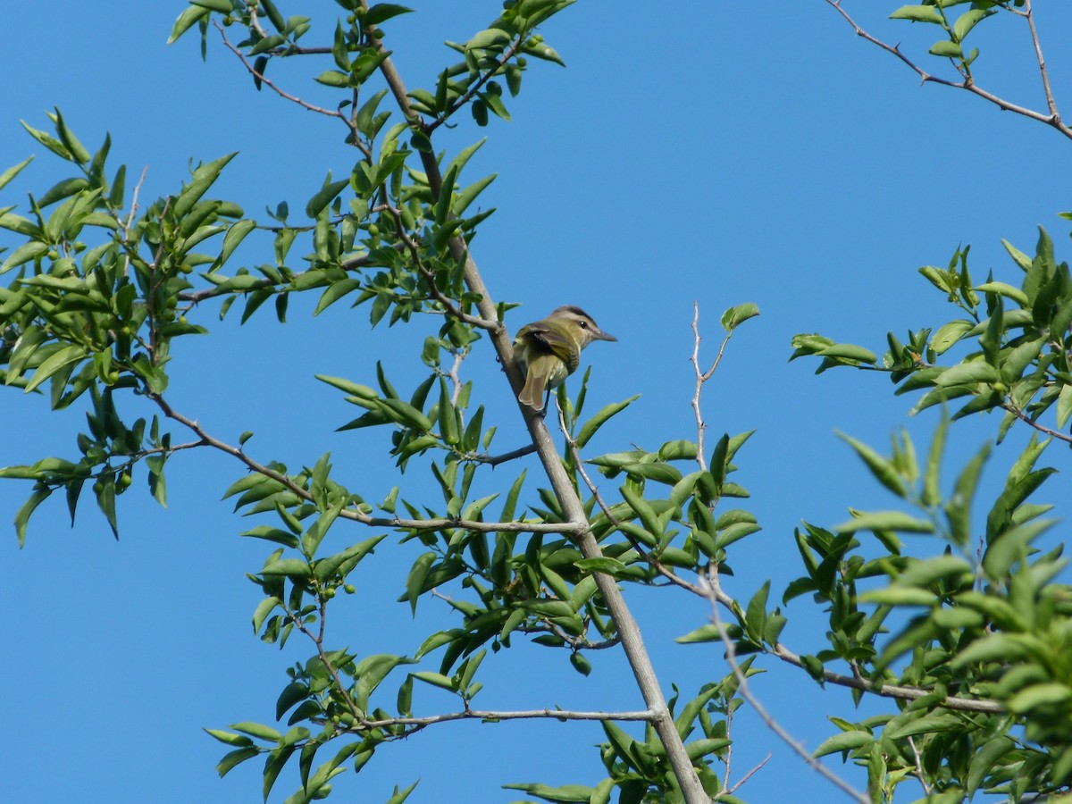 Chivi Vireo - ML645366381