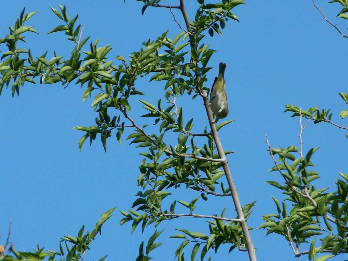 Chivi Vireo - ML645366382