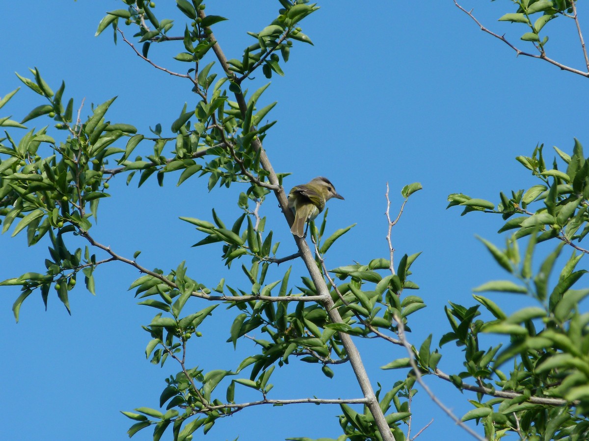 Chivi Vireo - ML645366383