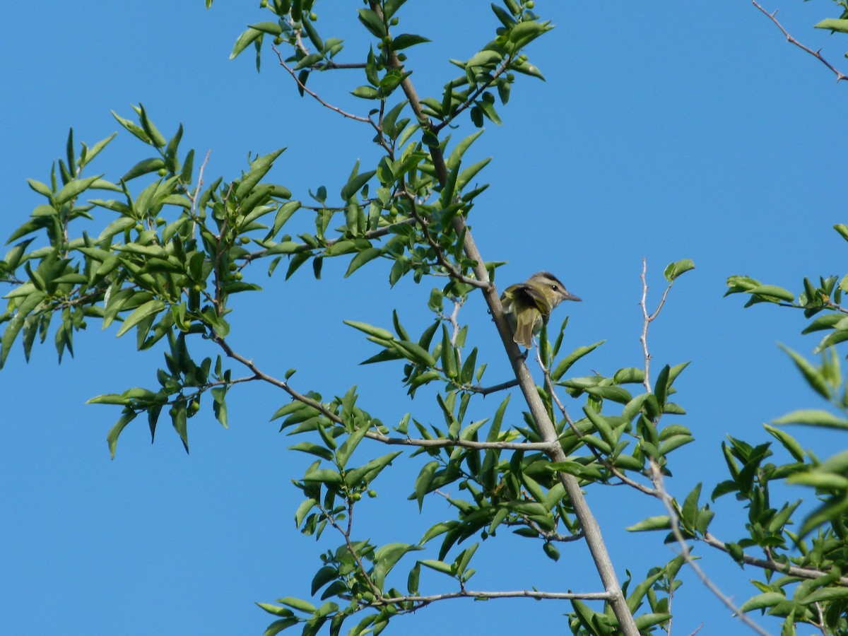 Chivi Vireo - ML645366384