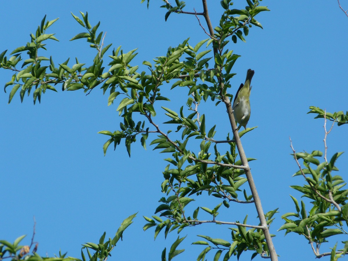 Chivi Vireo - ML645366385