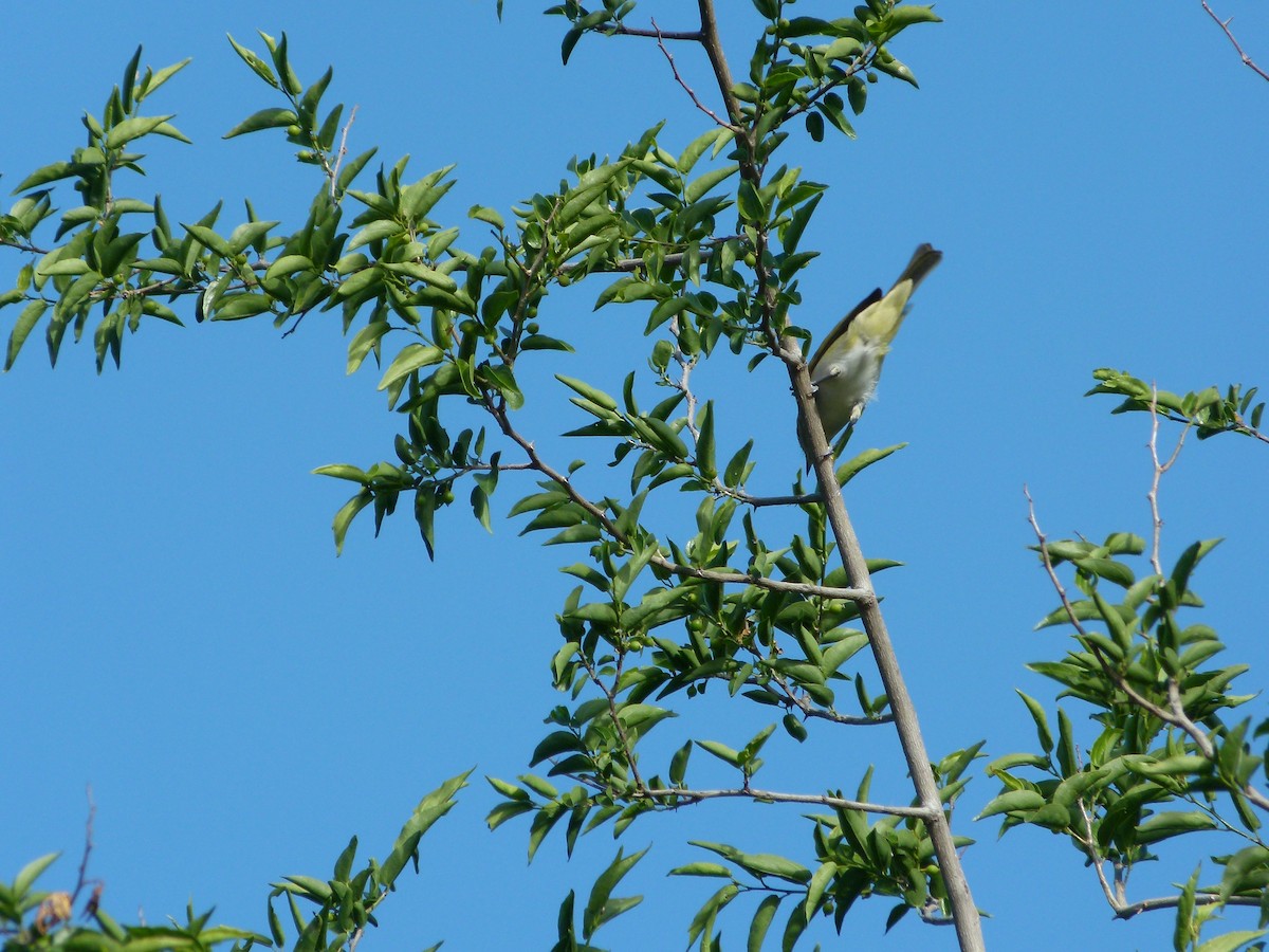 Chivi Vireo - ML645366386