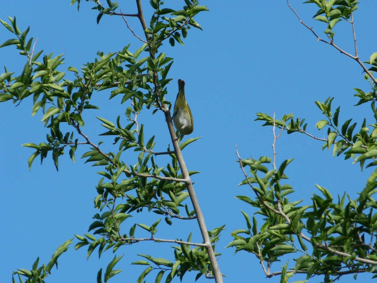 Chivi Vireo - ML645366387