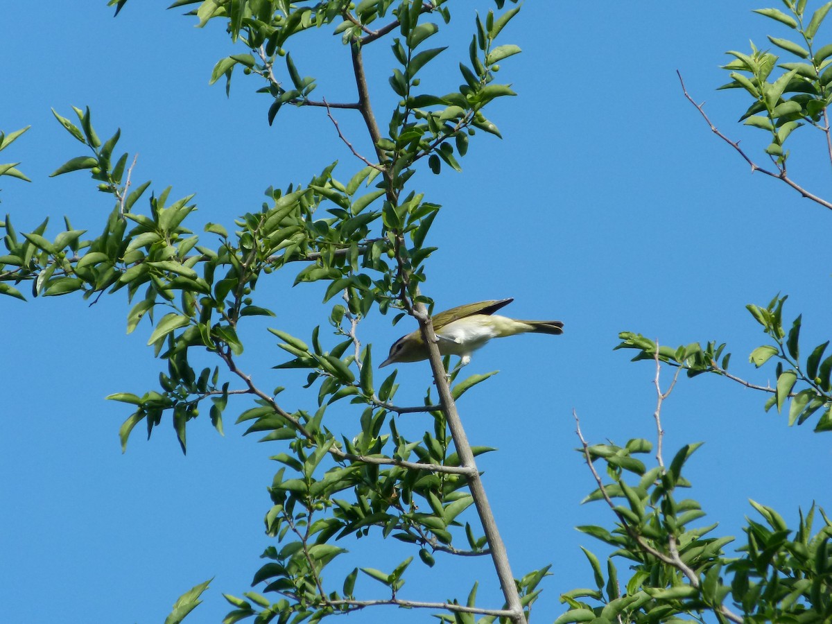 Chivi Vireo - ML645366388