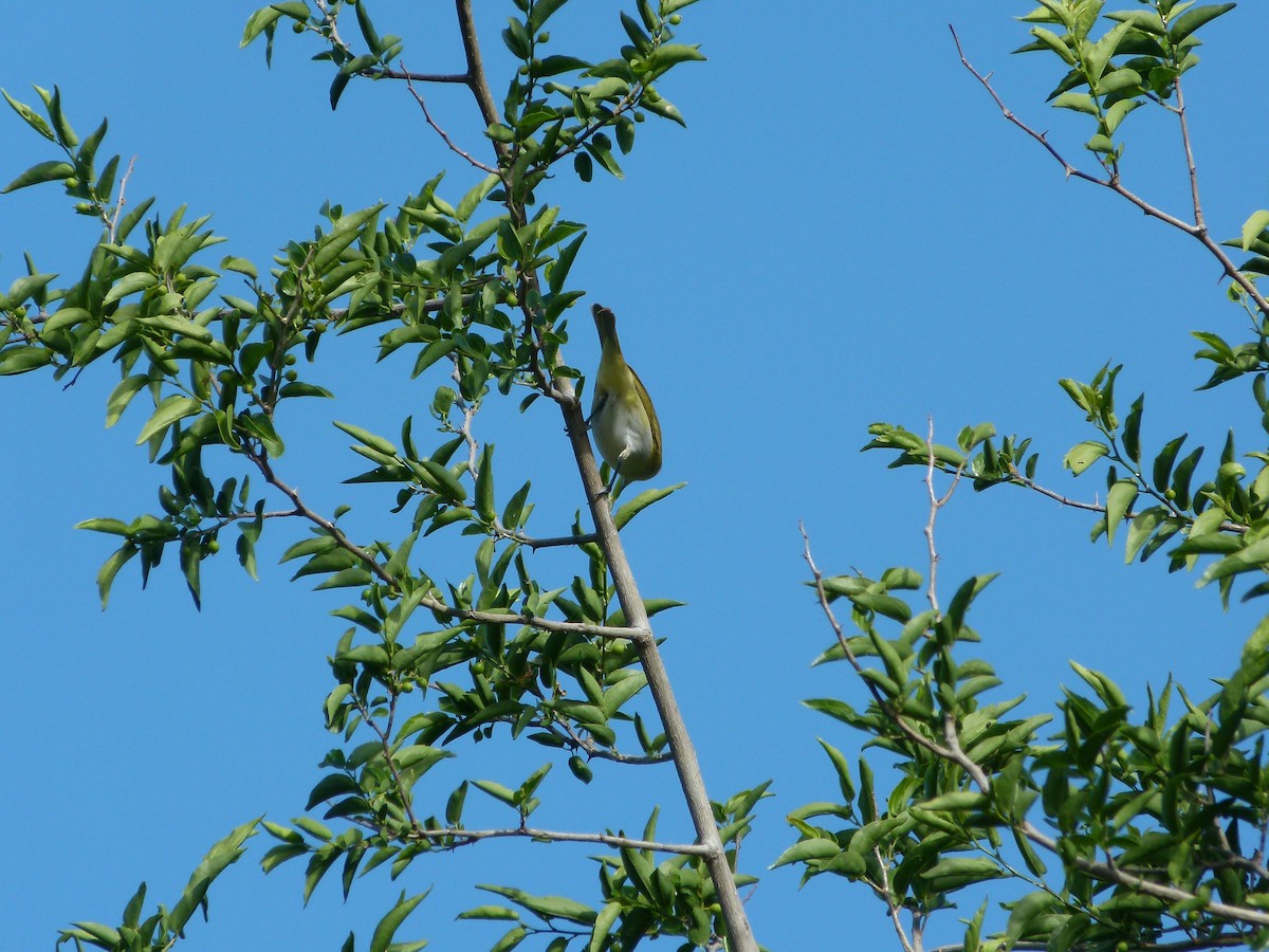 Chivi Vireo - ML645366389