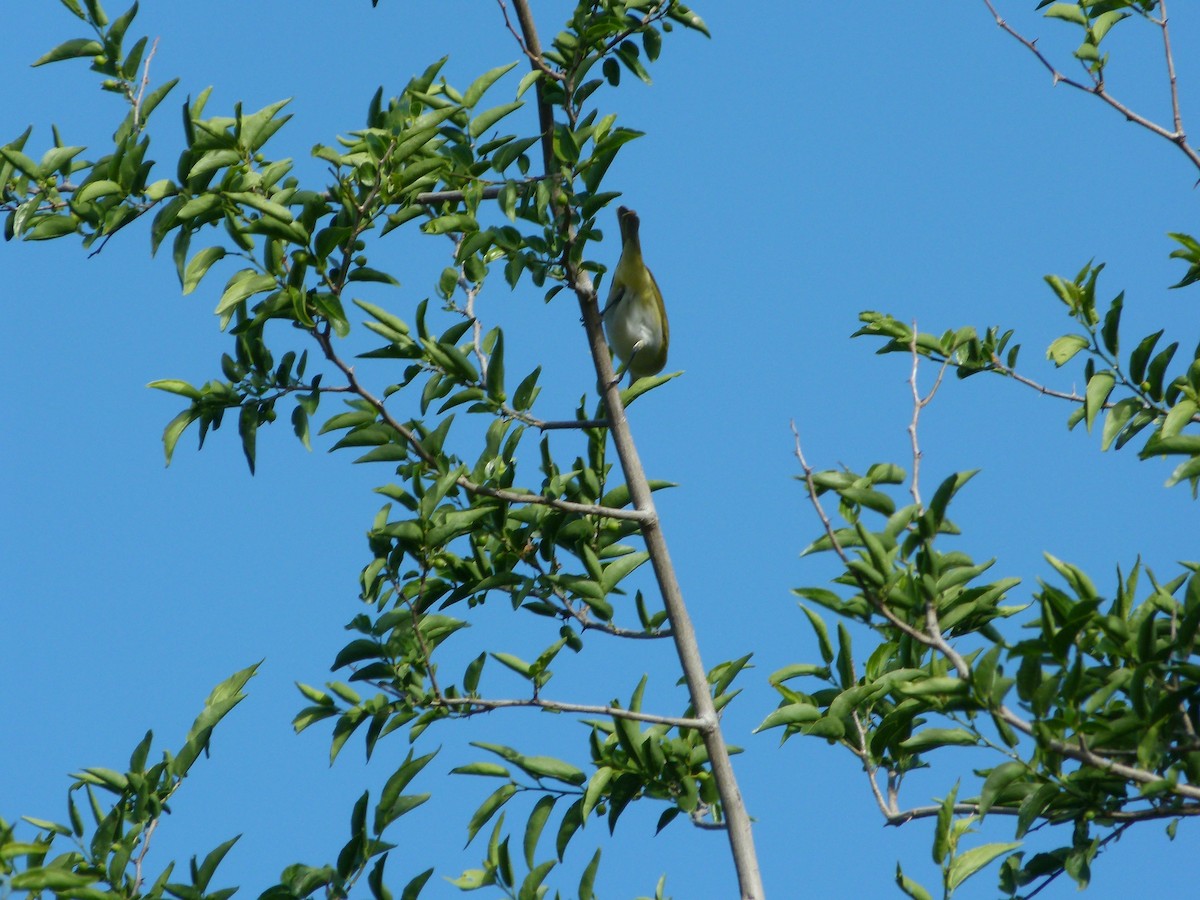 Chivi Vireo - ML645366390