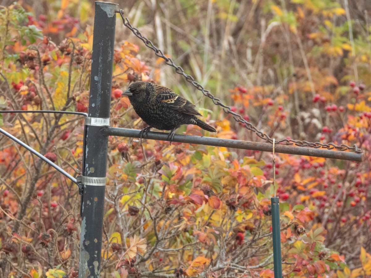 Red-winged Blackbird - ML645366392
