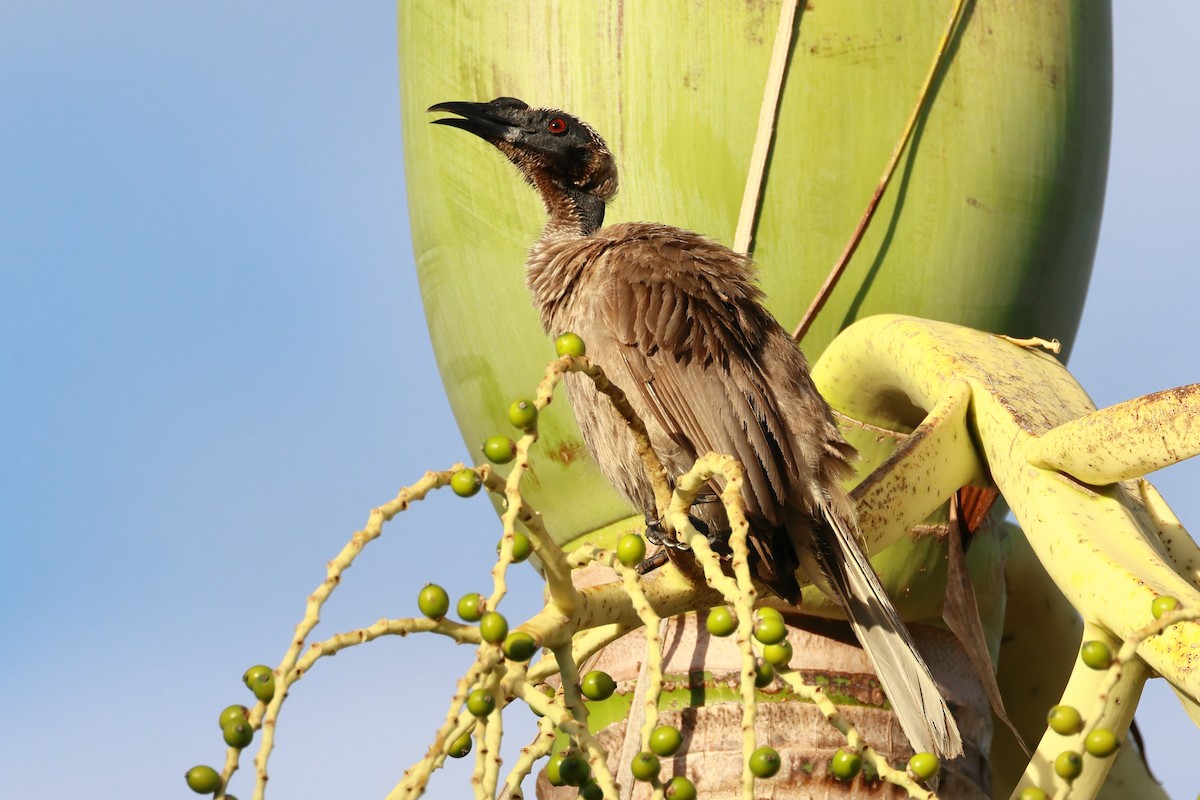 Helmeted Friarbird - ML645366395