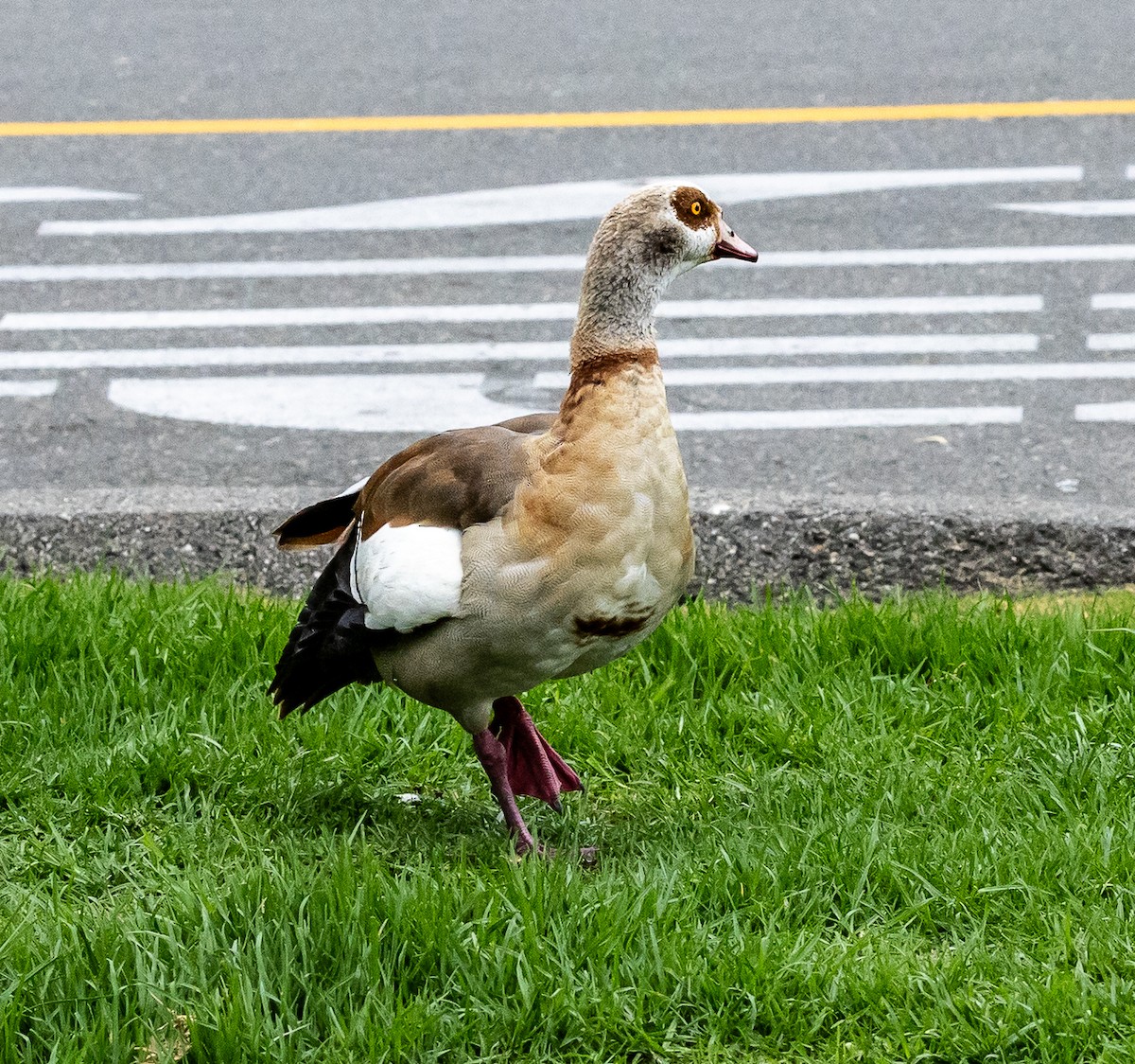 Egyptian Goose - ML645366396