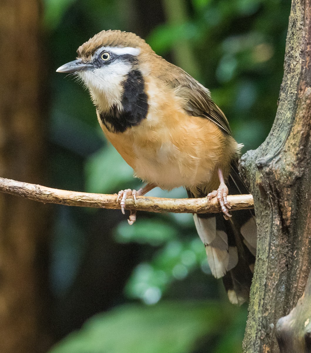 Lesser Necklaced Laughingthrush - ML645366397