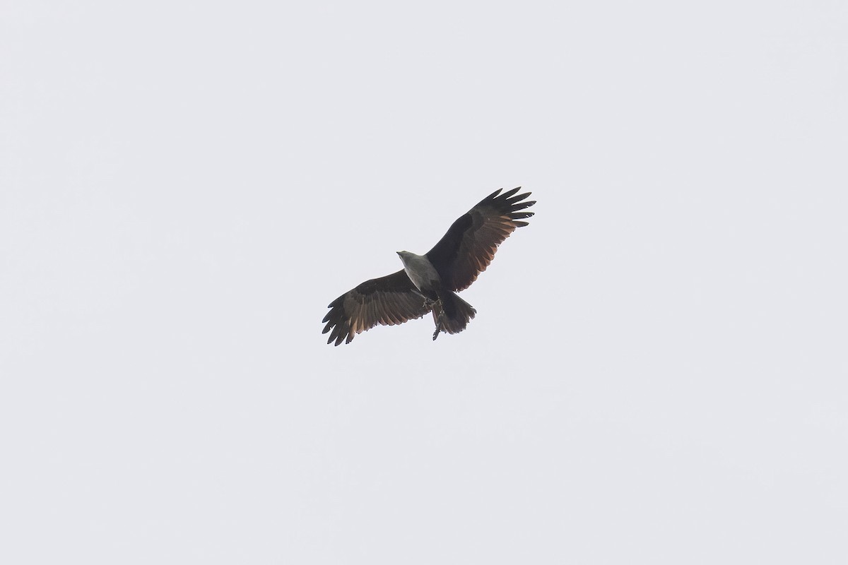 Brahminy Kite - ML645366398