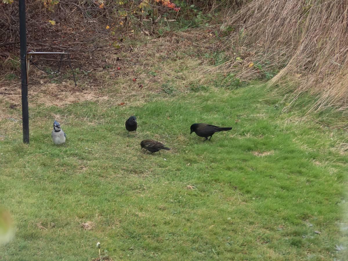 Common Grackle - ML645366399