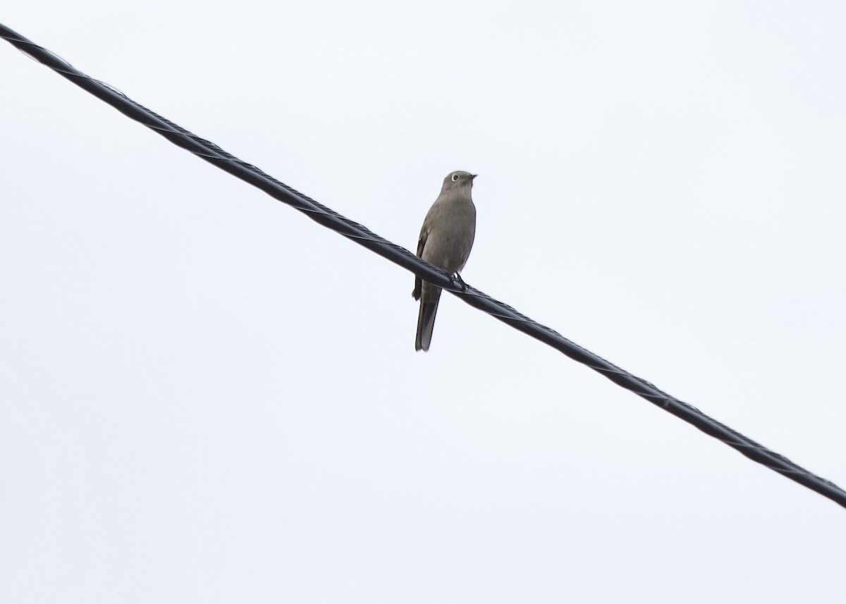 Townsend's Solitaire - ML645366400