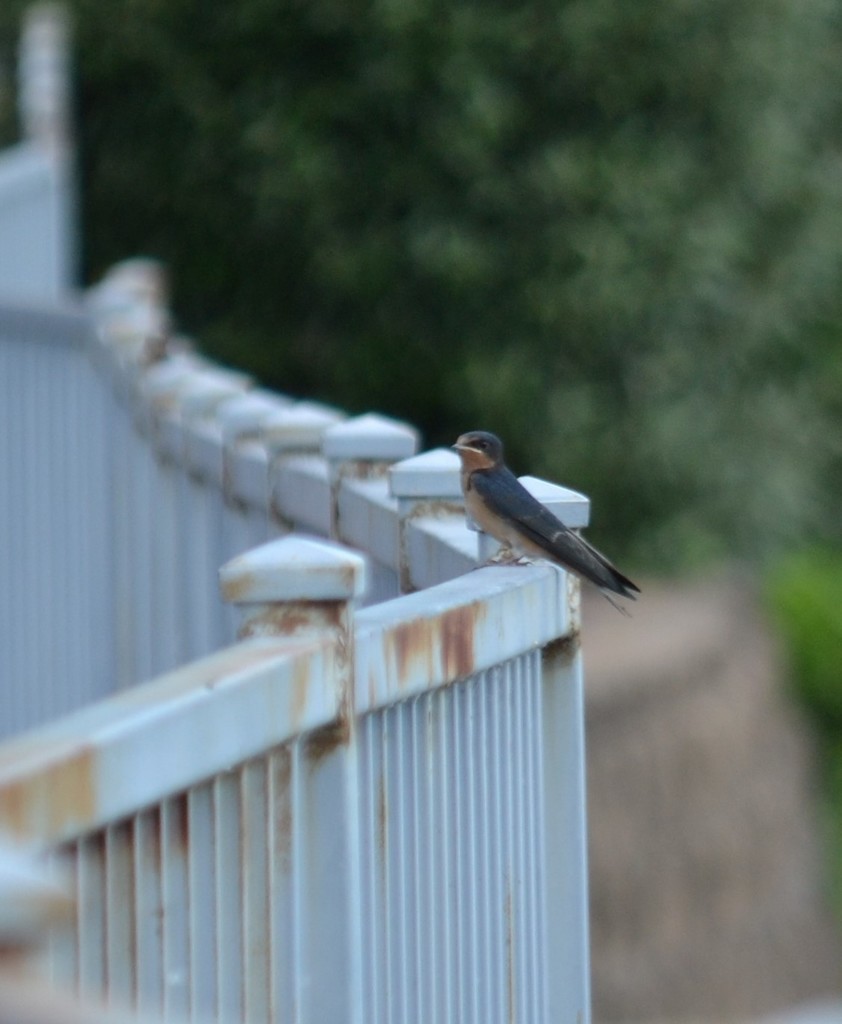 Barn Swallow - ML645366401