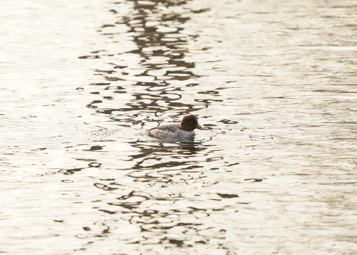 Barrow's Goldeneye - ML645366402