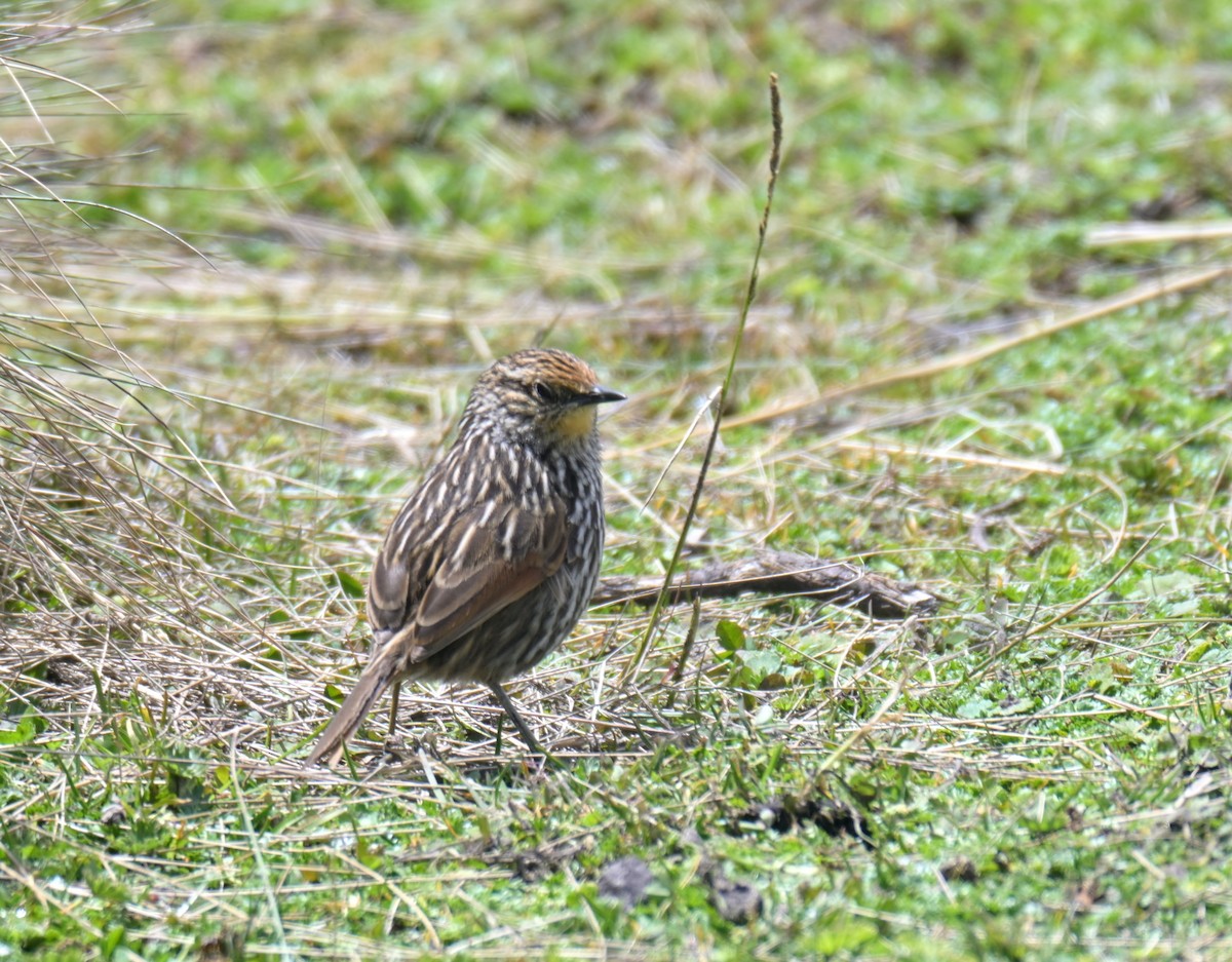 Many-striped Canastero - ML645366403