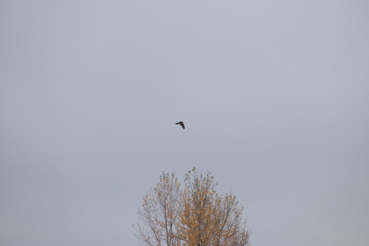 Northern Harrier - ML645366404