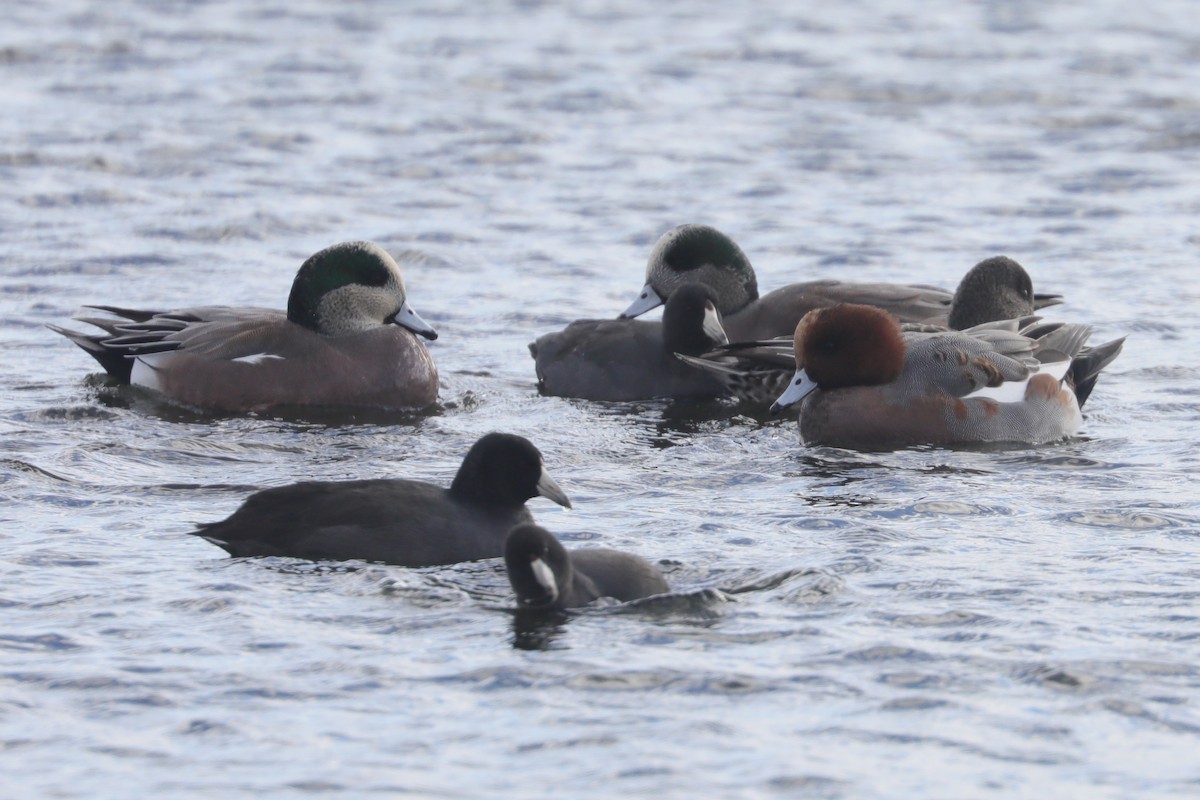 Fischione americano - ML645366413