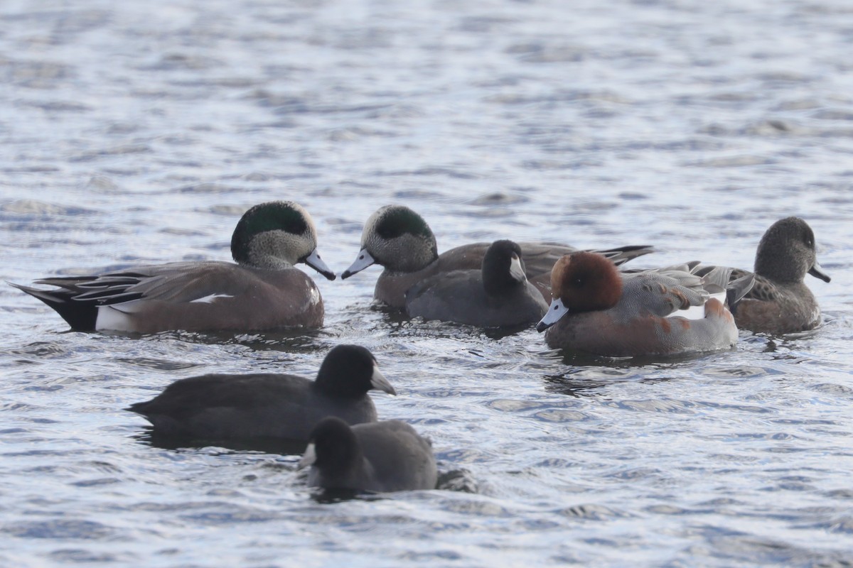 Fischione americano - ML645366414