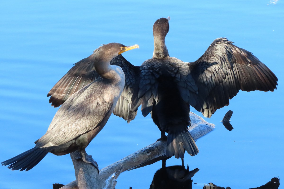 Double-crested Cormorant - ML645366419