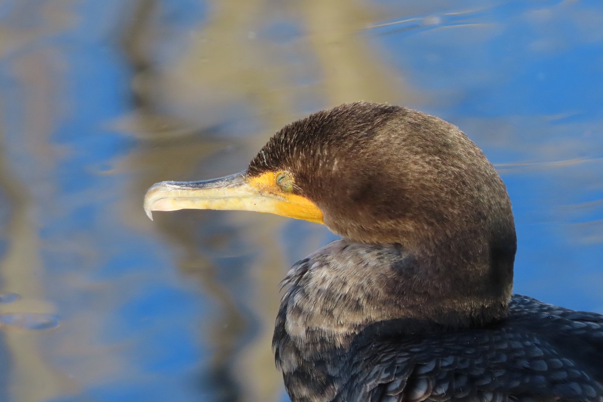 Double-crested Cormorant - ML645366420