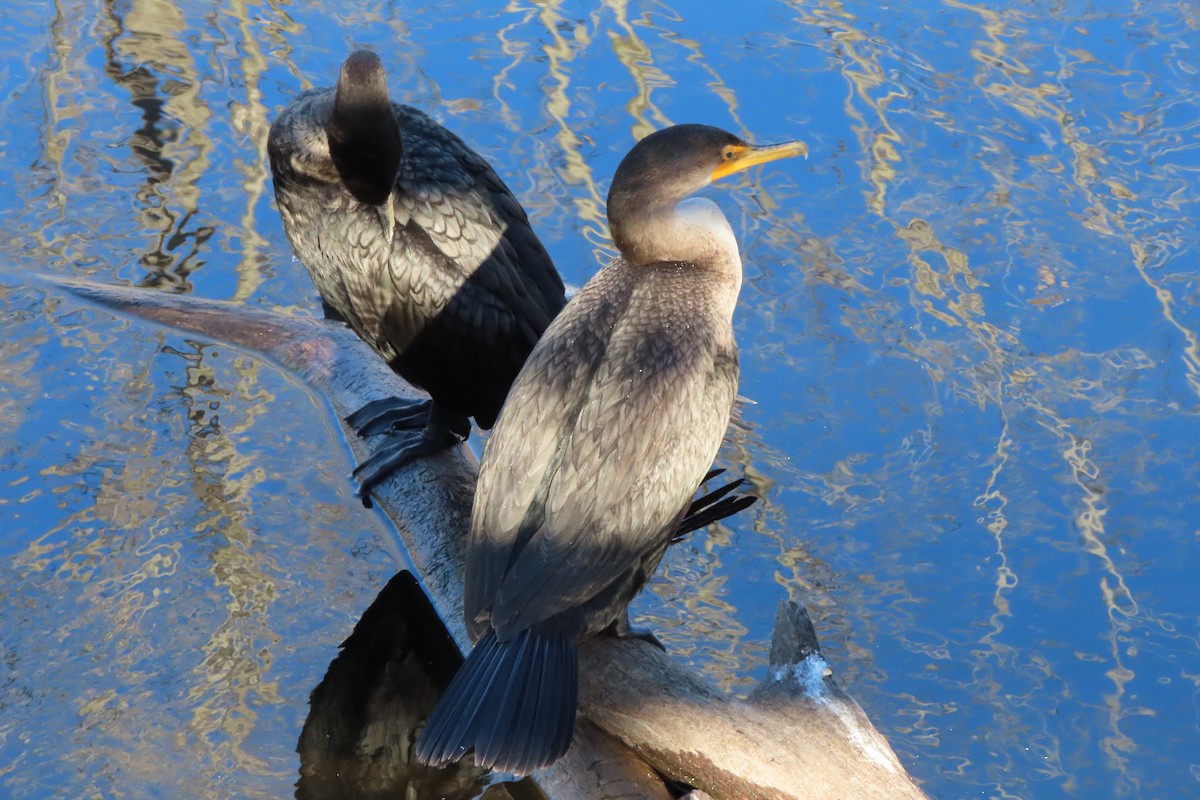 Double-crested Cormorant - ML645366421
