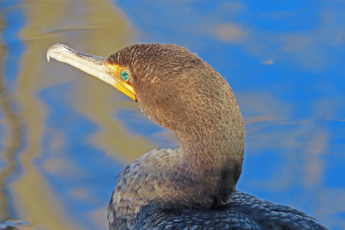 Double-crested Cormorant - ML645366422