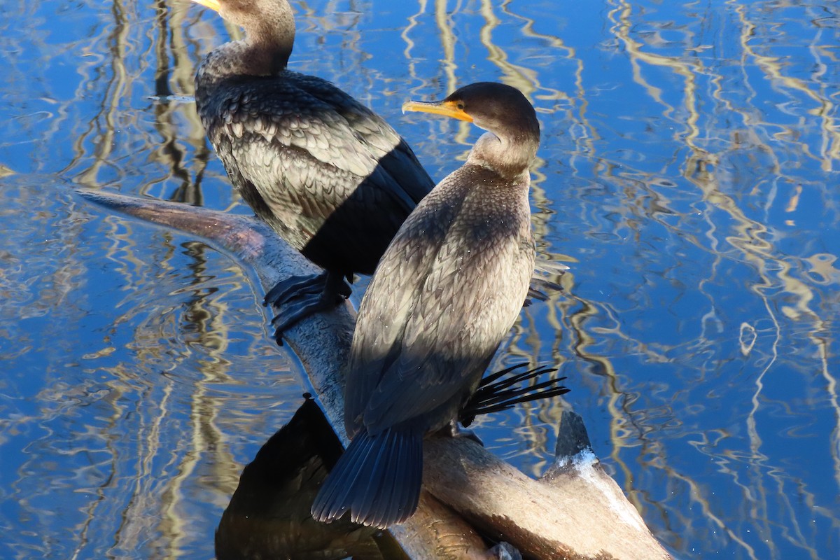 Double-crested Cormorant - ML645366423